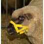 Licol pour mouton et bélier - Polyamide